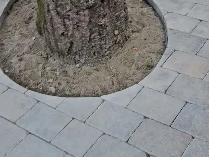 Pavers cut in a curve around a tree