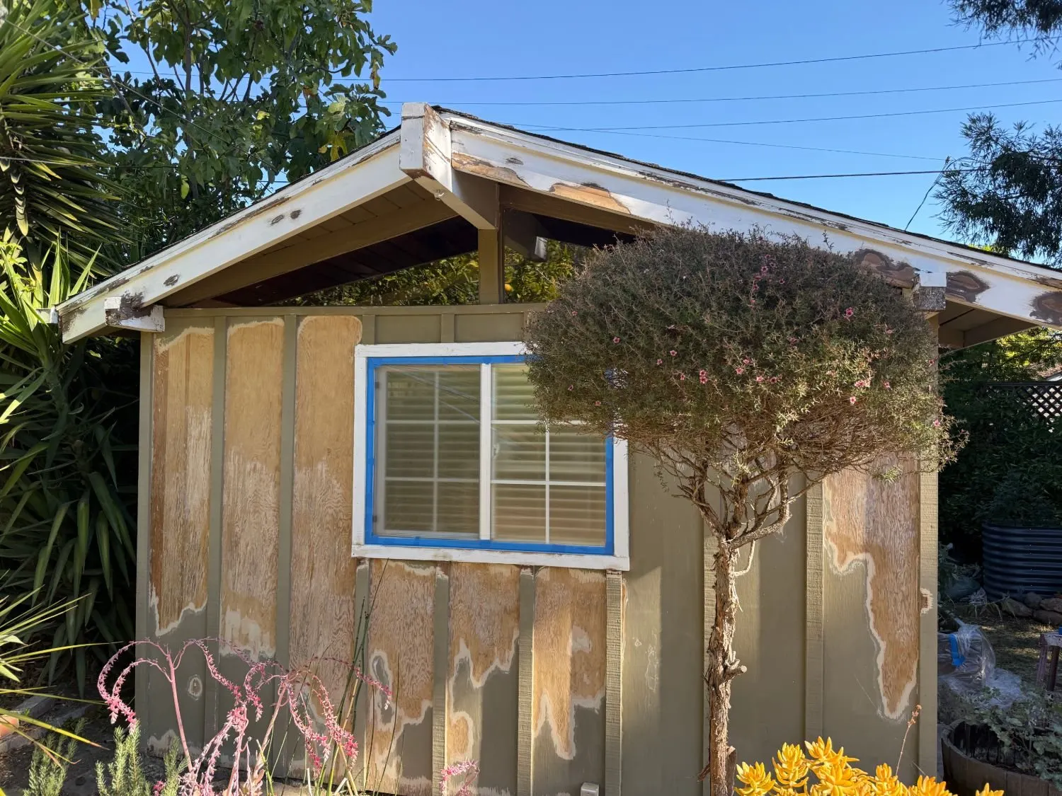Shed gable with siding sanded to bare wood and fascia scraped and spot-primed